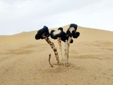 腾格里沙漠-阿拉善左旗-TaleTell