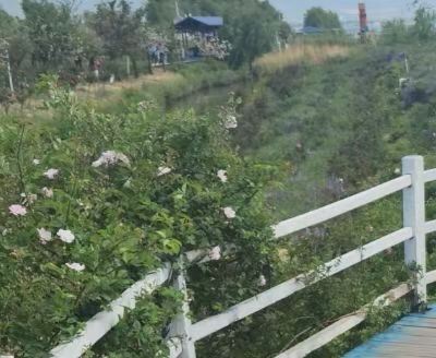 丽江花花色玫瑰庄园旅行图片 4