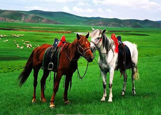 呼伦贝尔大草原--不负时光轻奢自由行之吃住行攻略