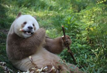 陕西秦岭四宝科学公园+西安千古情一日游【小车出游，悠闲玩乐】【谁还不是个小朋友呢？一起去看金丝猴、大熊猫、羚牛、朱鹮、红腹锦鸡、羚羊、秃鹫。。。好多。。。】