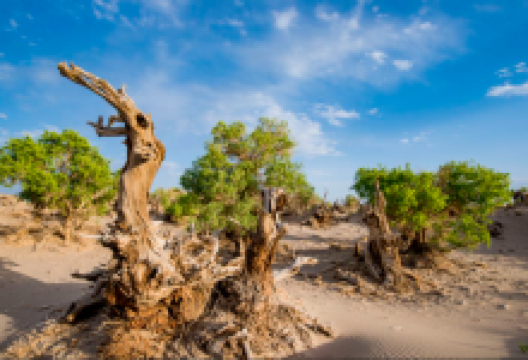 伊吾胡杨景区景点图片