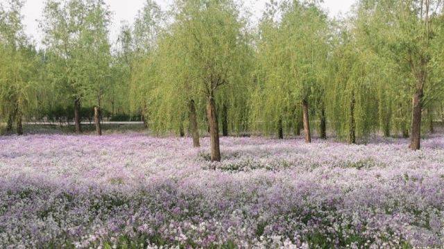 将府公园旅行图片 4
