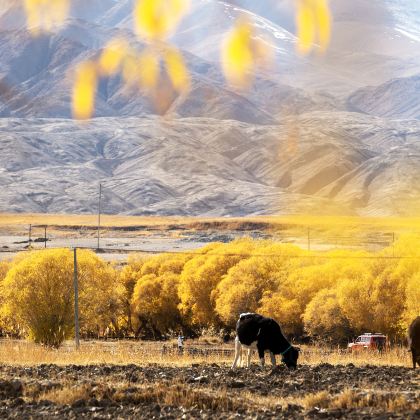 新疆北疆+南疆+伊犁+乌鲁木齐+喀什市+帕米尔高原14日13晚私家团