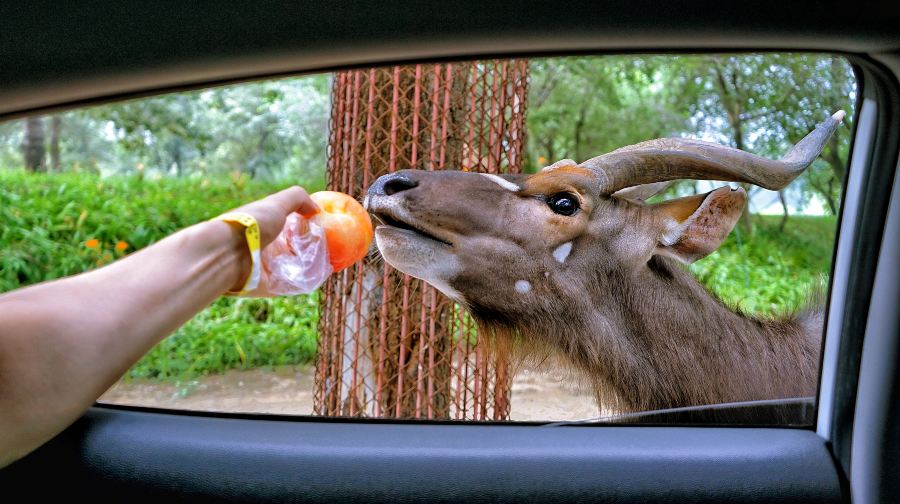 北京野生动物园自驾游览区