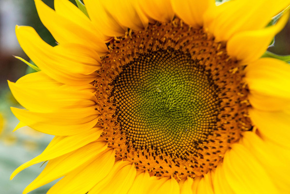 食味识广州，自驾南沙四天三晚深度美食游