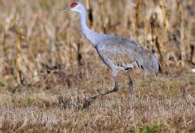 乔治·C·Reifel候鸟保护区景点图片