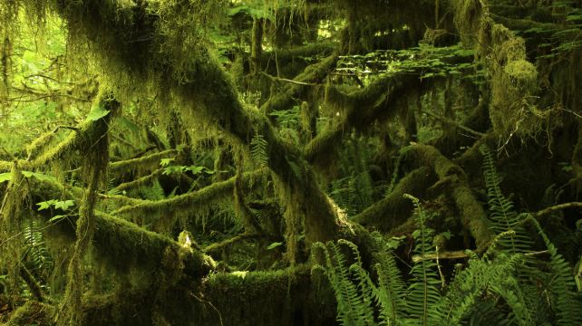 2-Day Seattle Tour·Olympic National Park and Free Day (Optional Mount Rainier / Snoqualmie Falls / Vancouver City Tour / Seattle City Tour) | Hotel with Breakfast