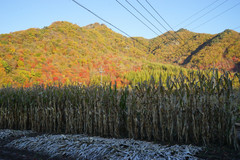 本溪游记图片] 枫叶红了长白山（本溪，炊烟袅袅洋湖沟）