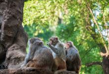 南宁动物园景点图片