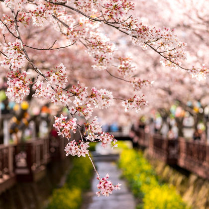 釜山庆和站樱花路+余佐川+三光寺一日游