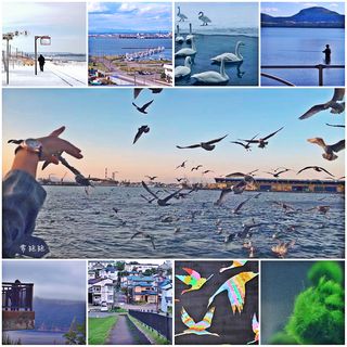 北海道钏路： 鹤群飞舞球藻沉吟 古老部族的图腾神秘了阿寒湖