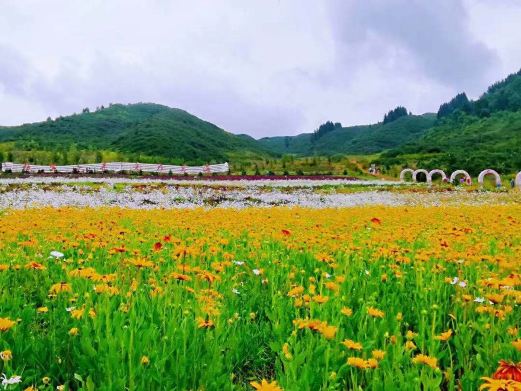 边麻沟花海
