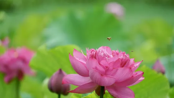 峰林勝境