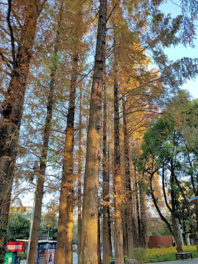 汉阳门花园旅行图片 14