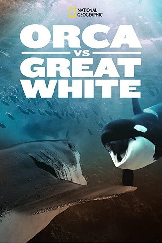 《虎鲸对上大白鲨》插图