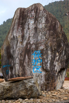 美丽乡村看和睦，一村万树茶花开