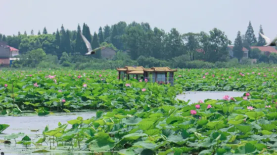 鶴龍湖