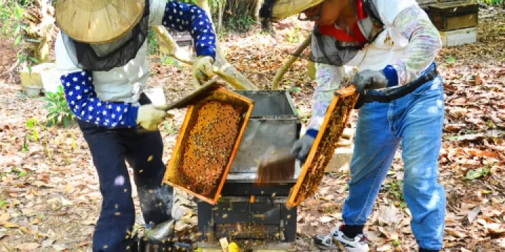 三奇蜜峰生態農園