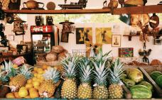 小哈瓦那-迈阿密-小小呆60