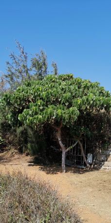 红海湾旅游区-汕尾-五喵喵