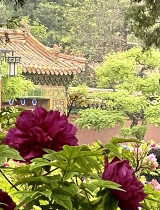 百般颜色百般香 景山公园赏牡丹