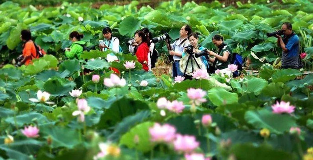 清远旅游，打卡英西峰林盛夏荷花，品味荷塘月色，留下美好回忆！