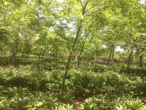 金坛区游记图片] 上阮花视界，江南最大芍药观赏园