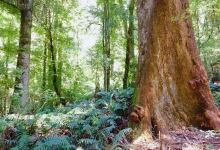 Warburton Rainforest Gallery景点图片