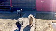 星河欢乐田园-永靖