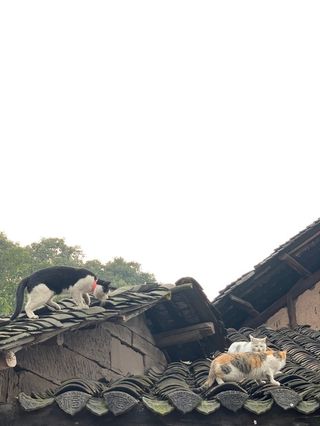 合川涞滩古镇一日游