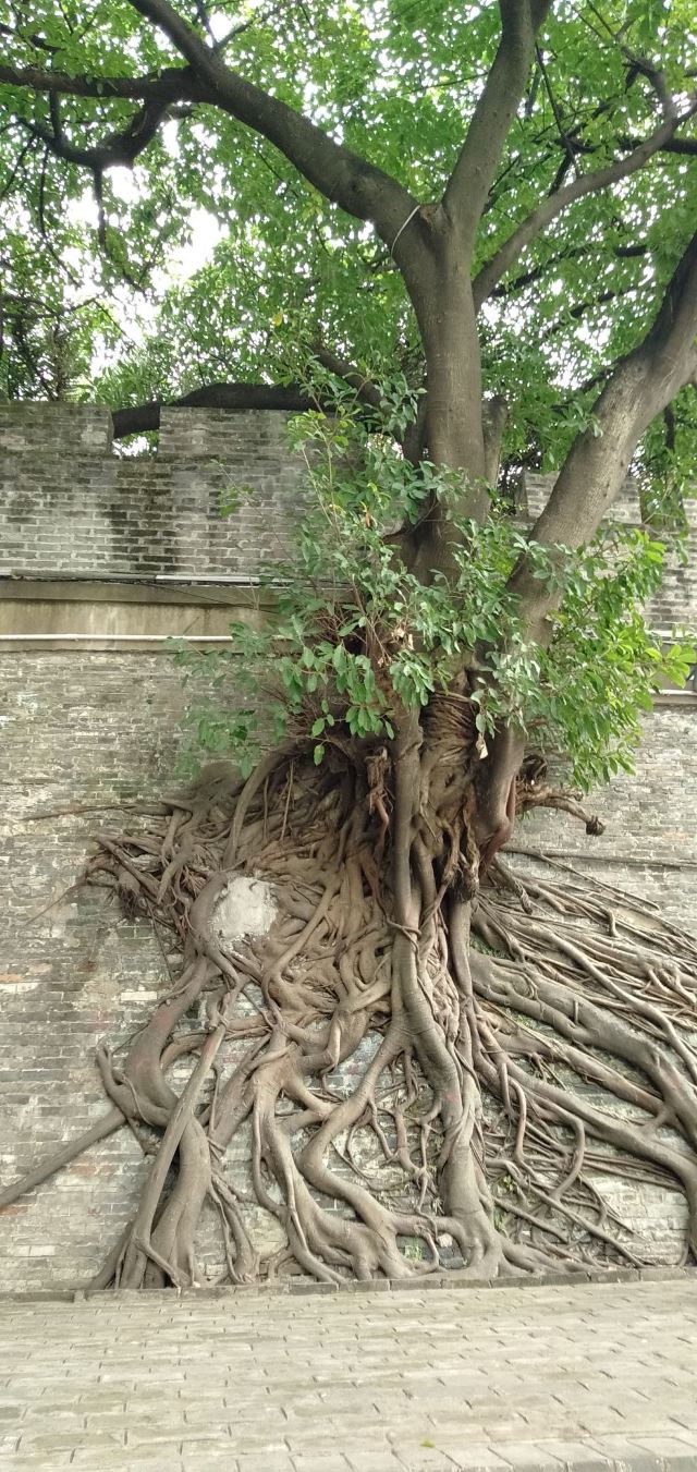 南宁古城墙旅行图片 3