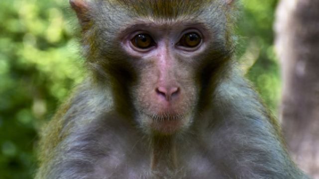 猕猴谷-猕猴表演区