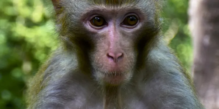 獼猴谷-獼猴表演區