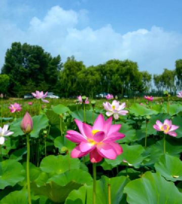 高家堡镇游记图文-炎炎夏日去高家堡游玩，千万不要错过这一池荷花