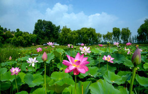 神木游记图文-炎炎夏日去高家堡游玩，千万不要错过这一池荷花