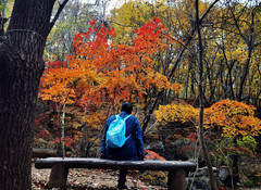 本溪游记图片] 云游四海（1563）金秋枫叶行之七——大冰沟森林公园