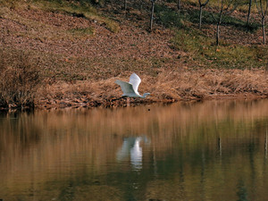 泽州游记图文-大阳古镇来新朋友了~
