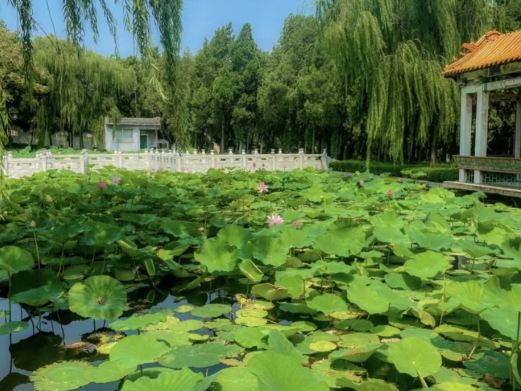 淄博萌山湖荷花生态园