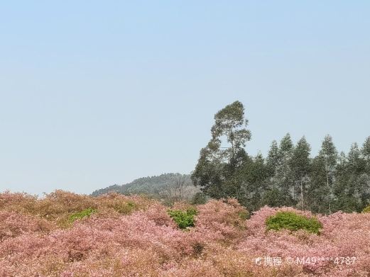 韶关樱花公园