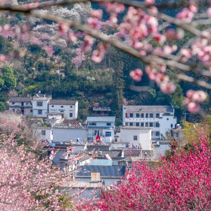 江岭景区+婺源篁岭景区+卖花渔村4日3晚私家团