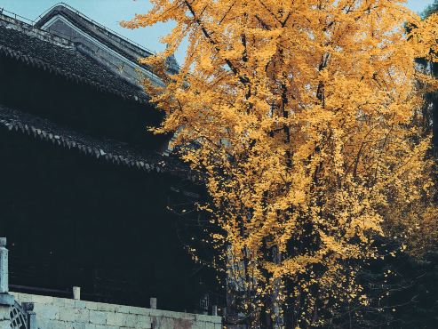 Gallery 1