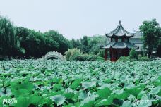 古莲花池-保定-YoYo_7U3L9I7J