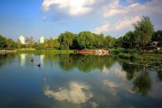 海淀公园-北京-不可触碰撞的鱼