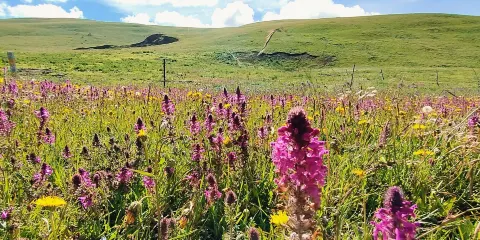 嘉裕羊馬濕地公園