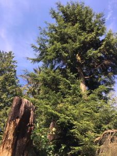 本那比山公园-本那比-东张西望望东西