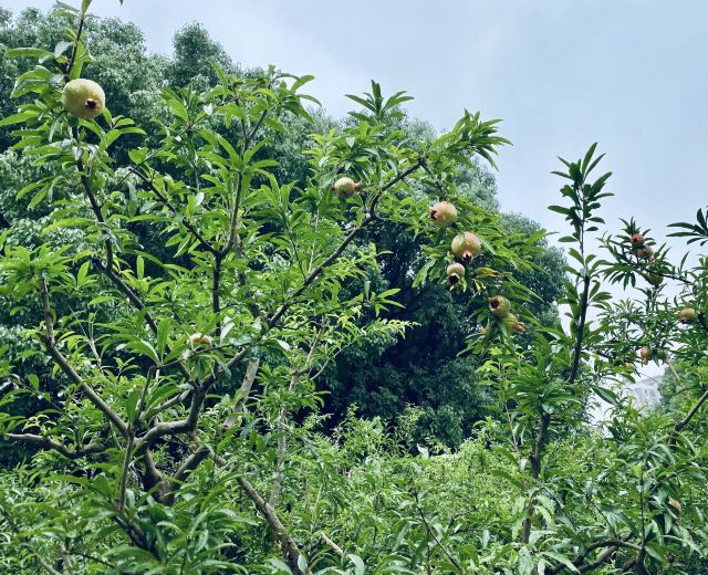 新江湾城公园旅行图片 2