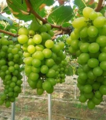 葡萄游记图文-成都出发30分钟，到龙泉驿宝胜村摘最甜葡萄