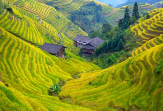 桂林/阳朔出发：桂林龙脊梯田一日游【私家团】【私家小团丨小众玩法丨纯玩无购丨独立包车丨行程可调丨随停随走丨时间自由丨上门接送】