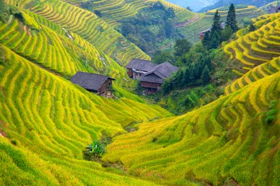 龙脊梯田