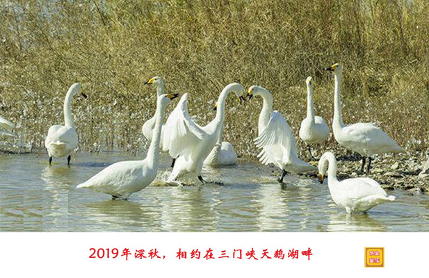 2019年深秋,我们相约在三门峡天鹅湖畔
